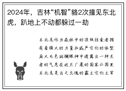 2024年，吉林“机智”貉2次撞见东北虎，趴地上不动都躲过一劫